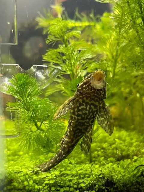 Clown Pleco 1.jpg