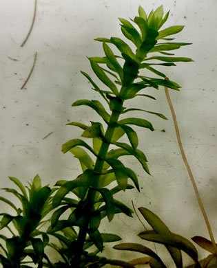 Pair of Elodea Stems