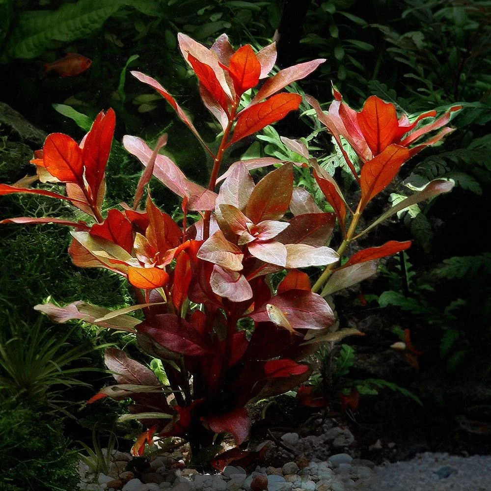Pair of Ludwigia Repens Stems