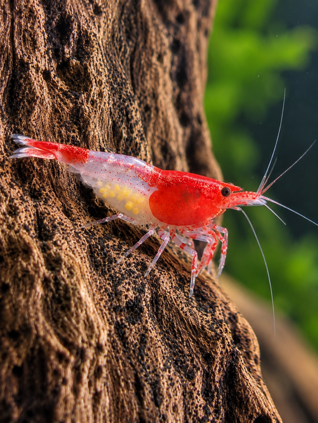 Red Rili Neocaridina Shrimp