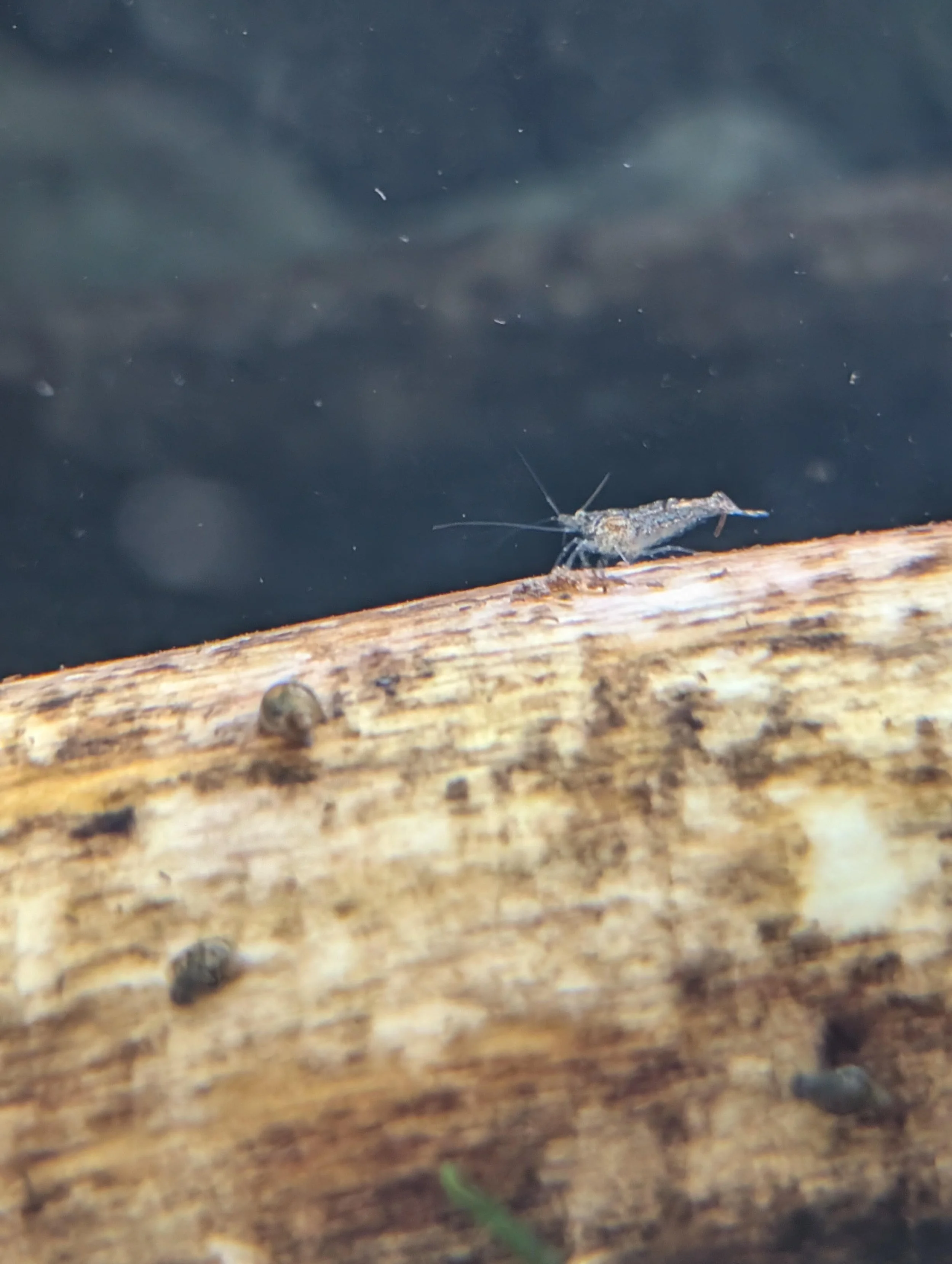 Cull Neocaridina Shrimp