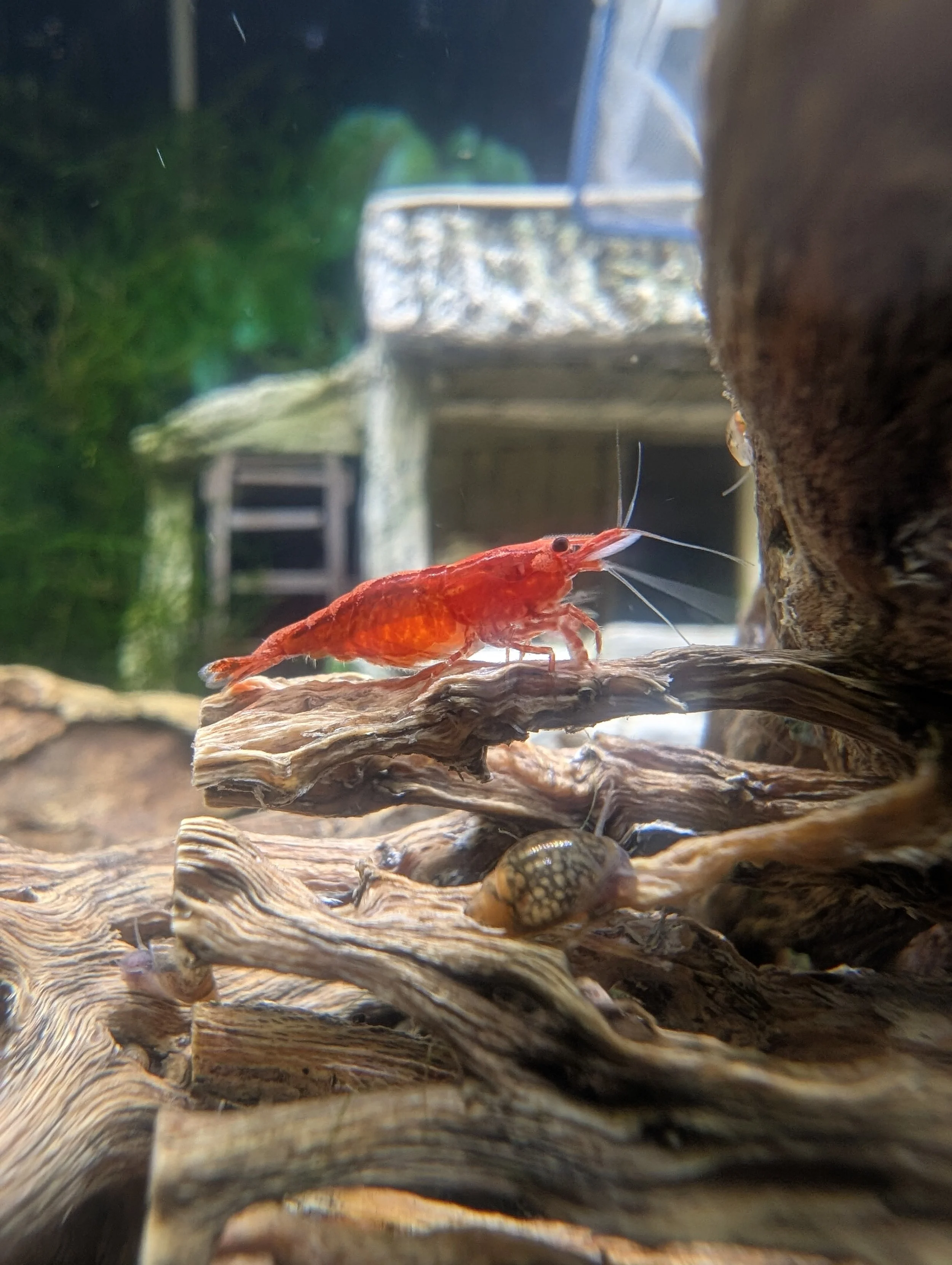 Red Neocaridina Shrimp