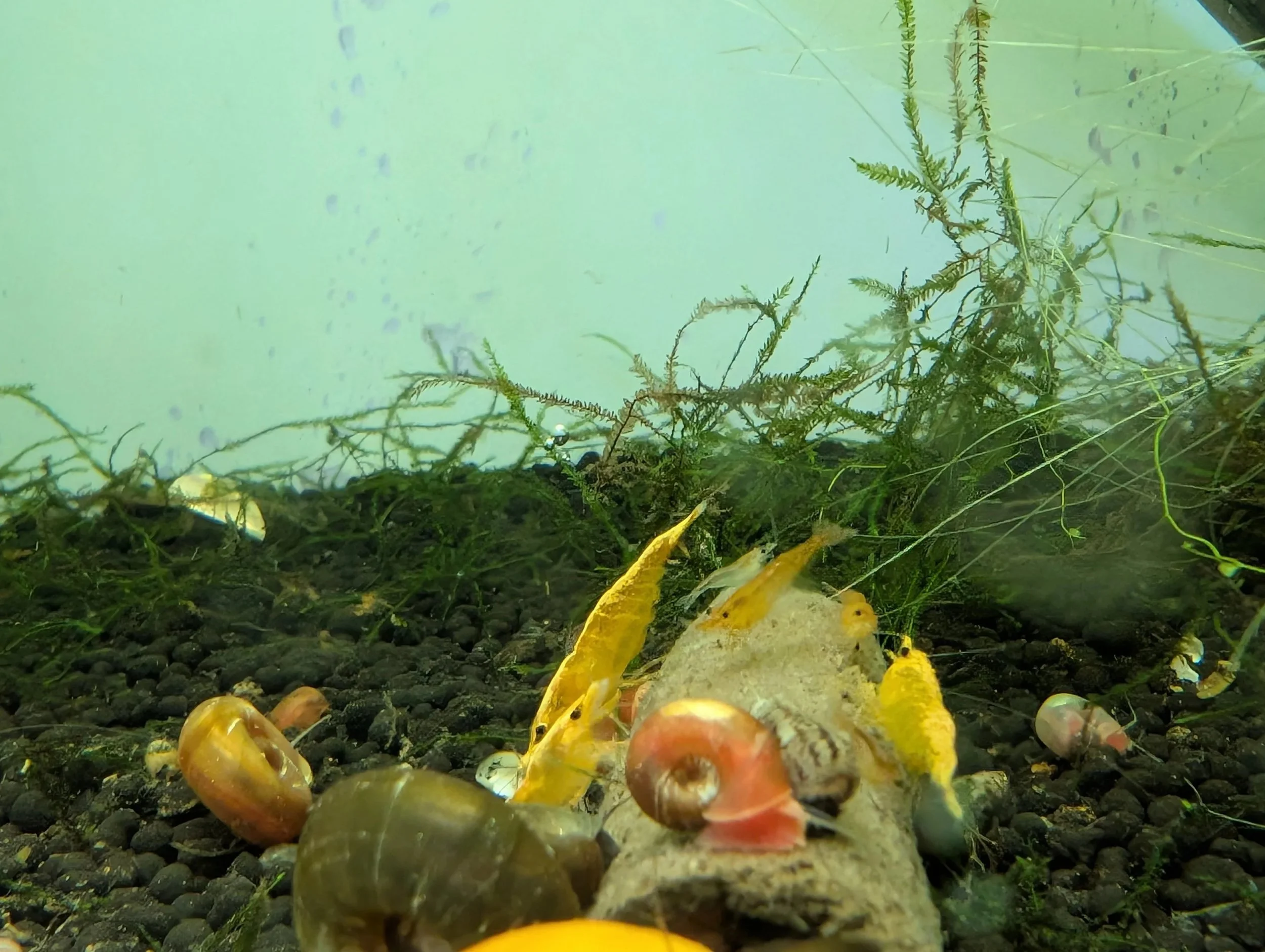 Orange+Shrimp+3.jpg