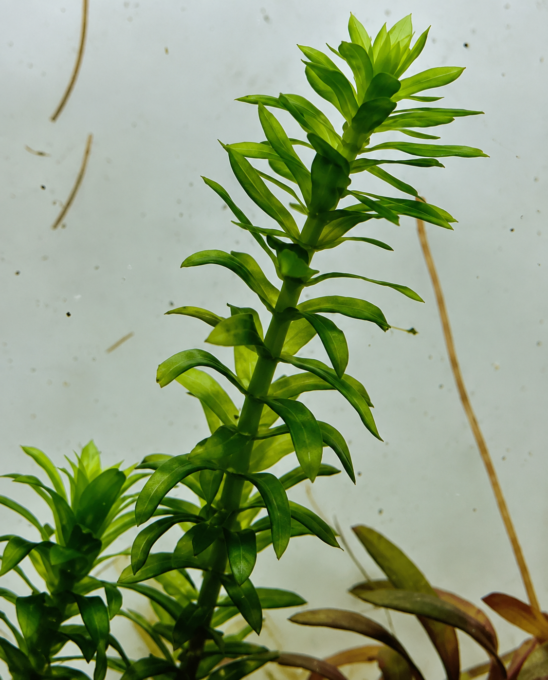 Pair of Elodea Stems