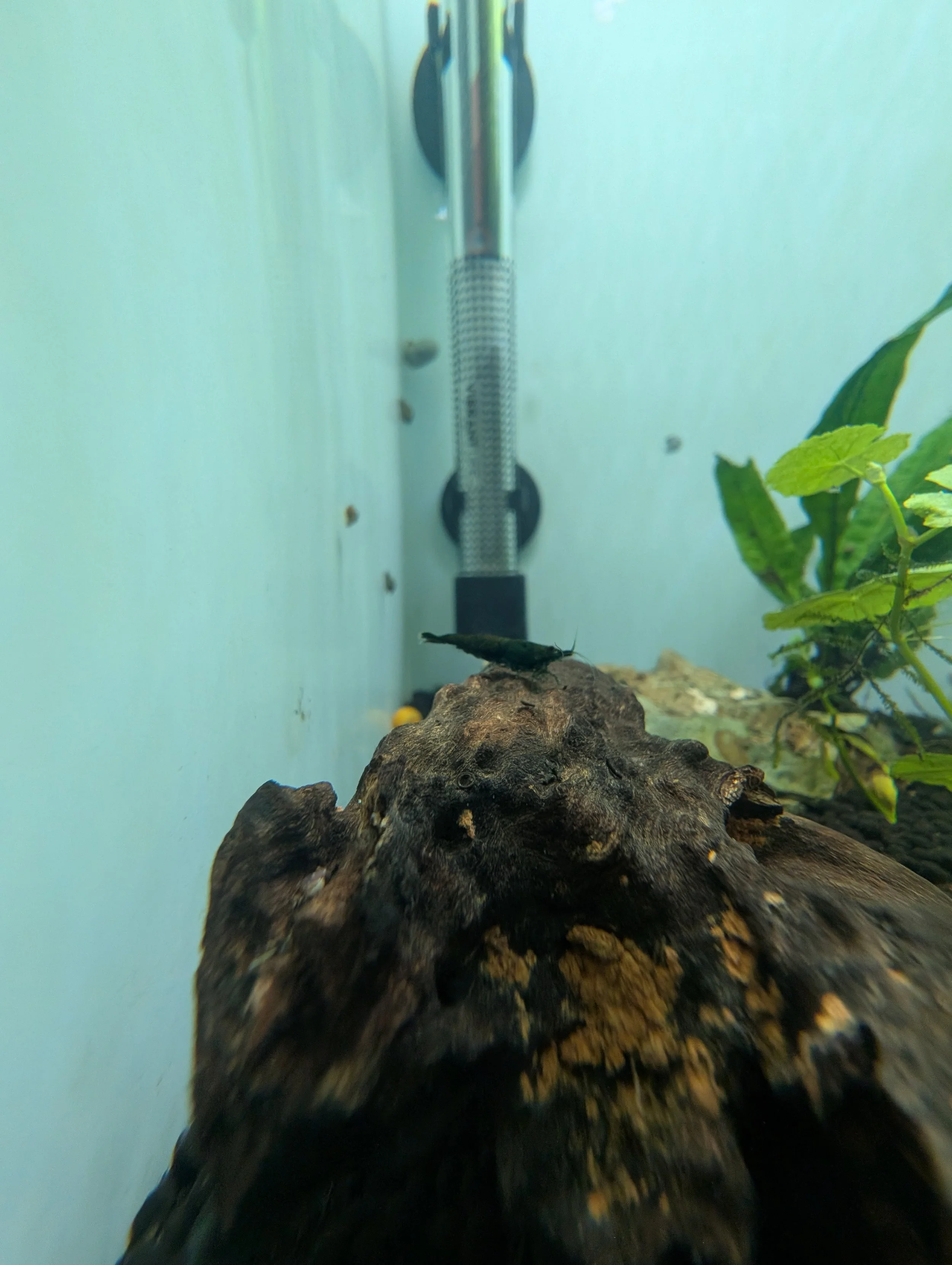 Black Neocaridina Shrimp