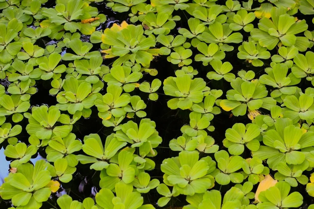 Bag of Water Lettuce