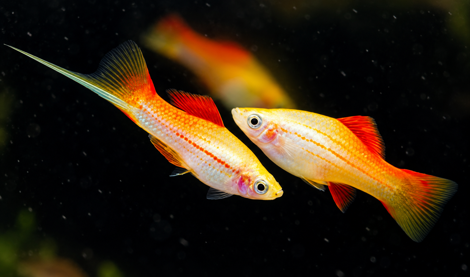 Pineapple Swordtail