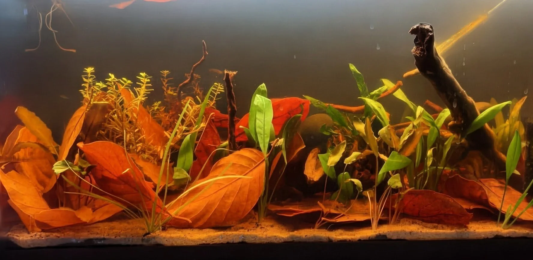 Aquarium scene with fallen autumn leaves, green plants, and a piece of driftwood underwater.