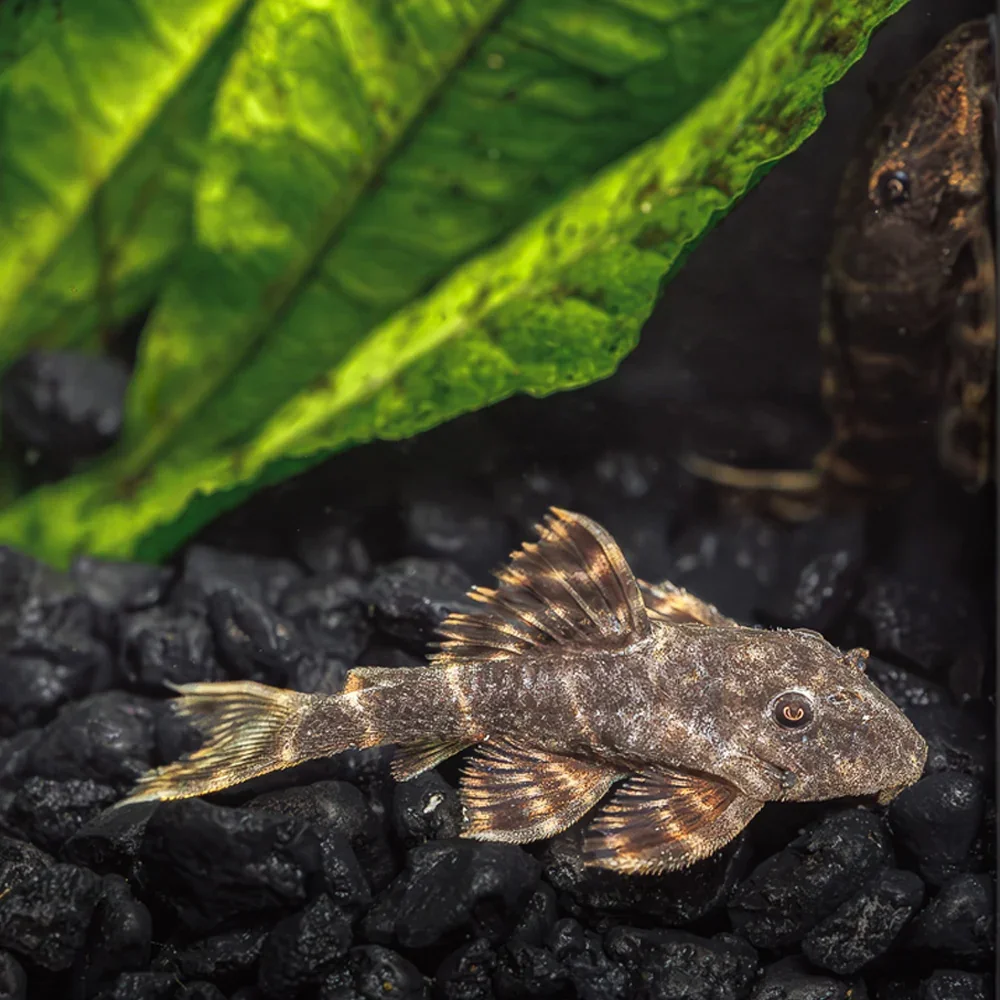 Clown Pleco