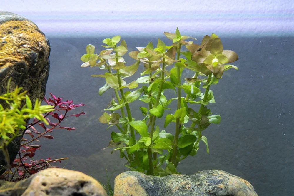 Pair of Bacopa Stems