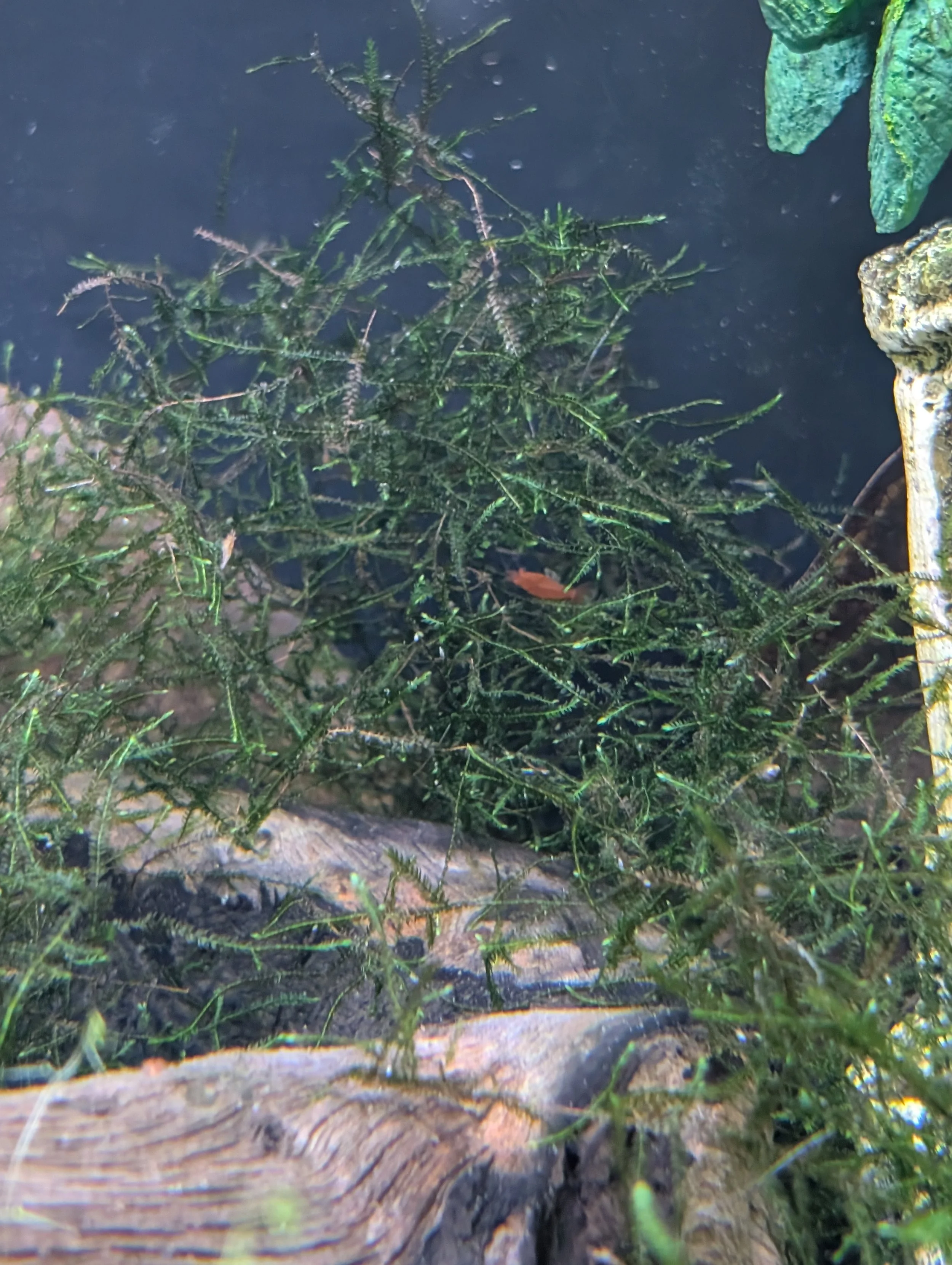 Java Moss Cup