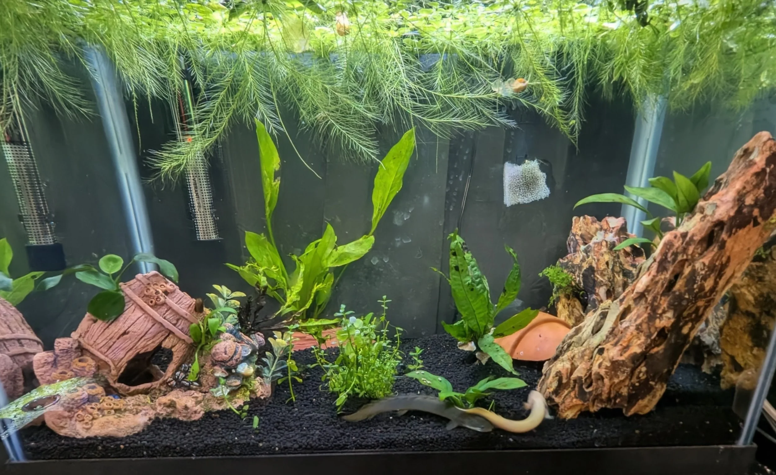 Freshwater aquarium with plants, rocks, and a couple of fish swimming near the bottom.
