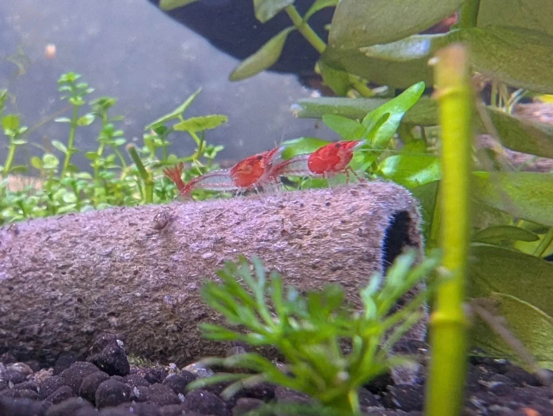 Red+rili+3.jpg
