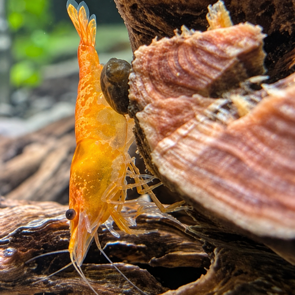 Orange Neocaridina Shrimp