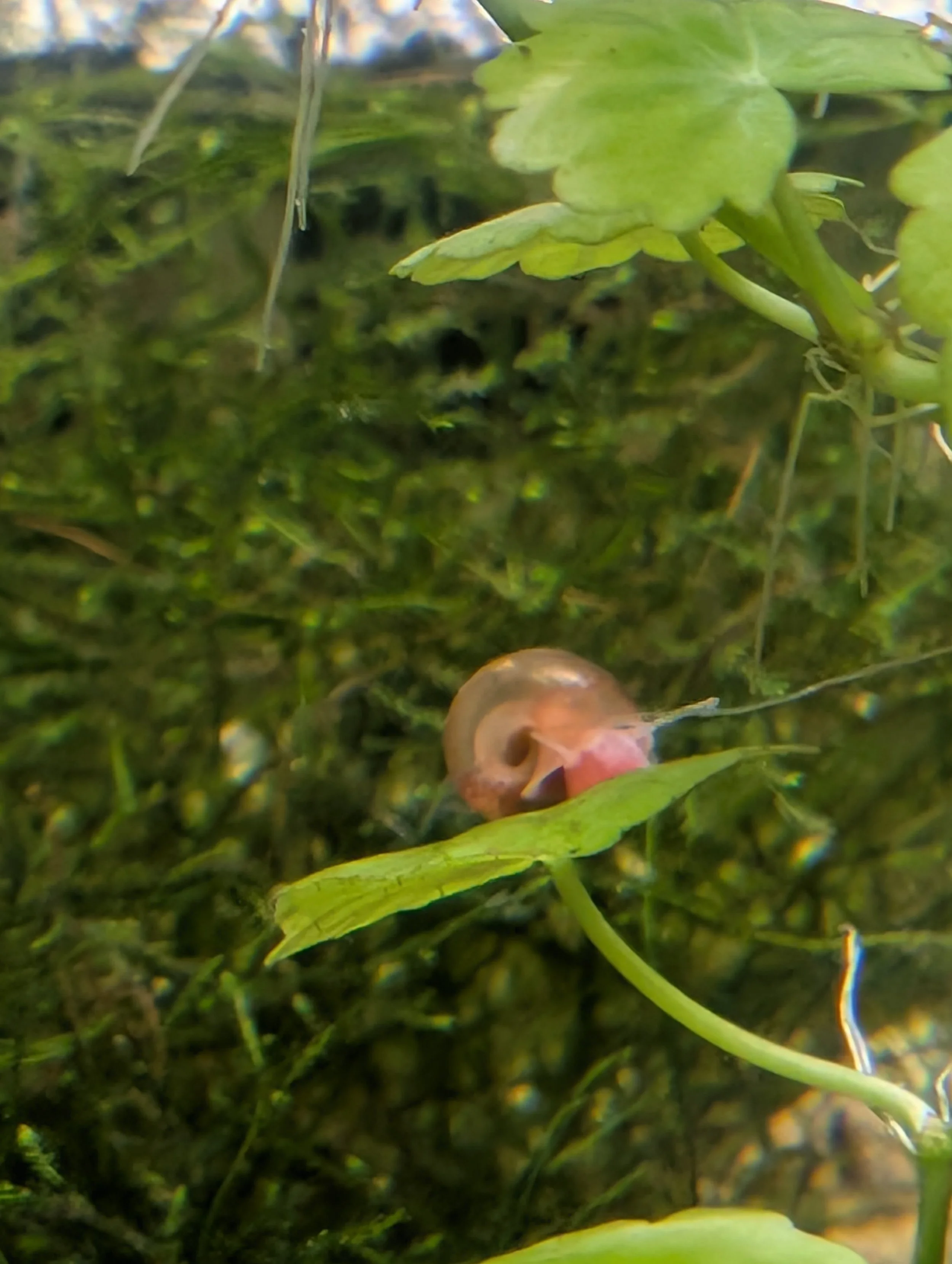 Ramshorn Snail