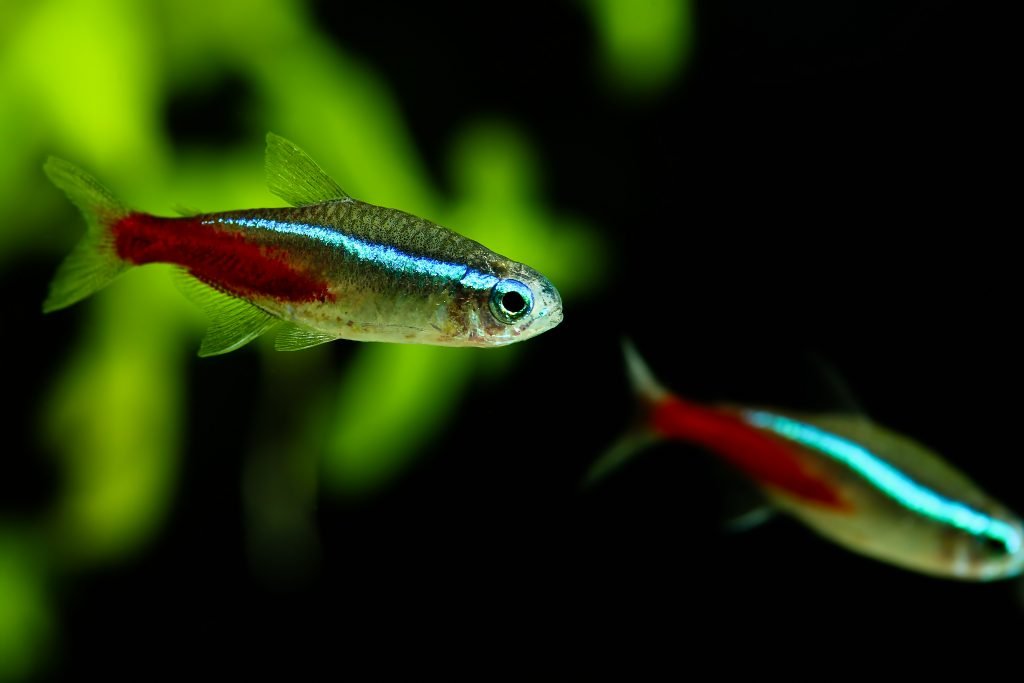 Blue Neon Tetra
