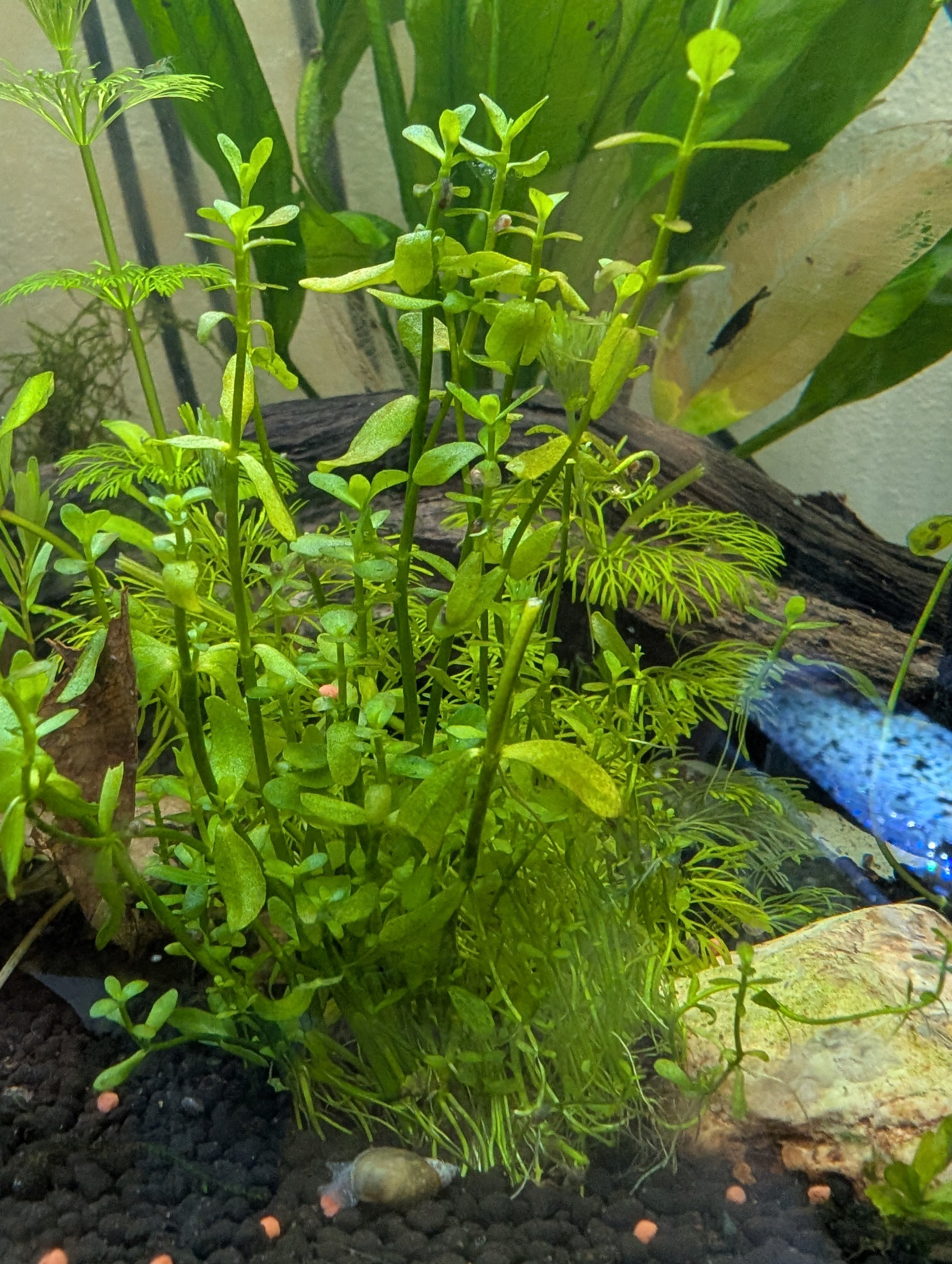 Pair of Rotala Stems