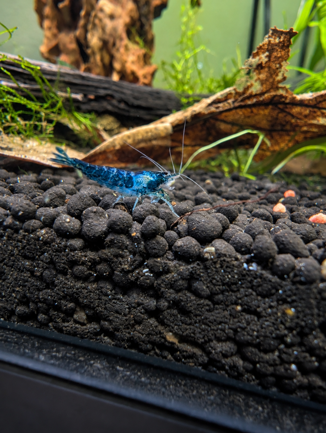 Blue Neeocaridina First.png