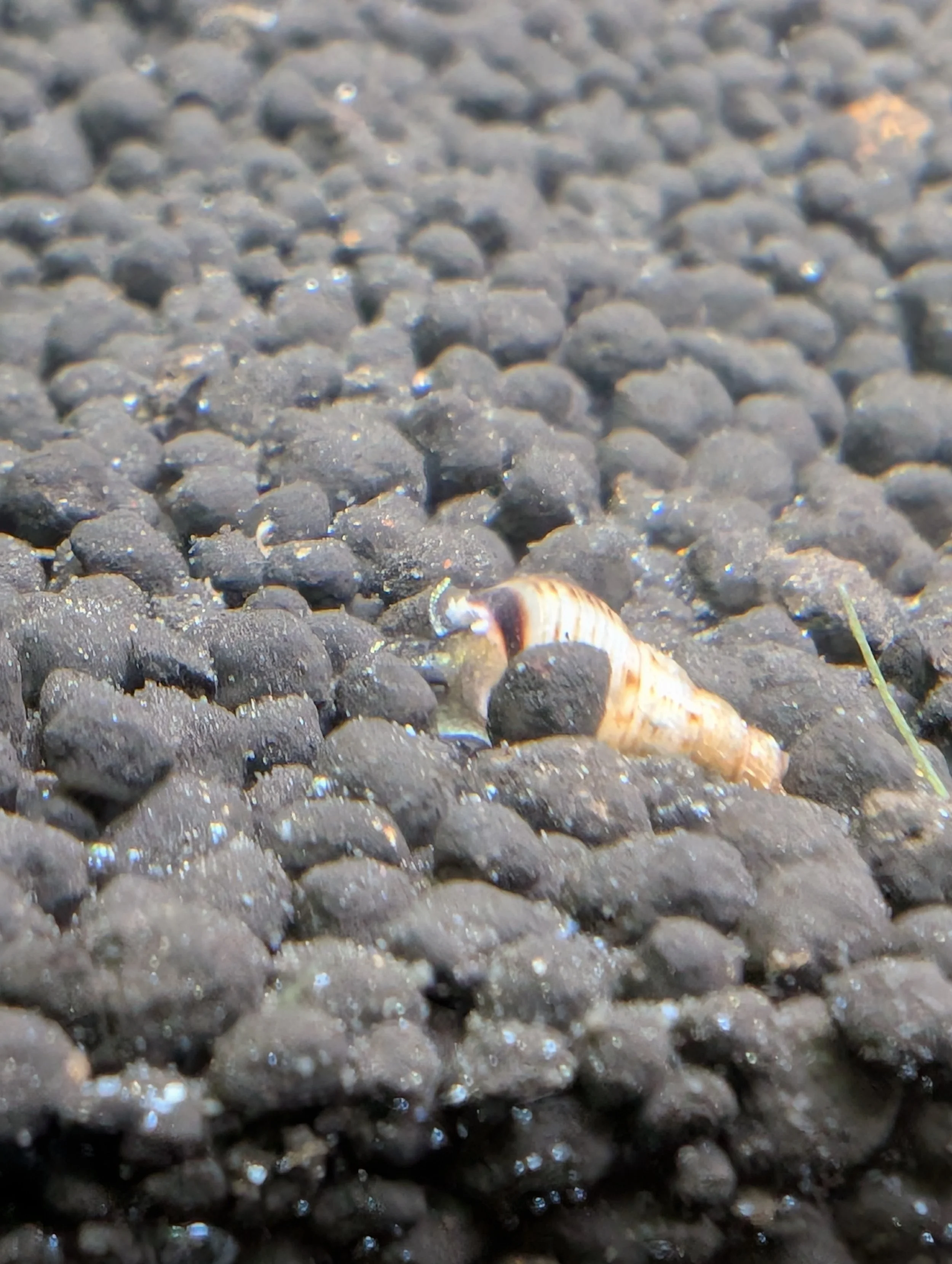 Malaysian Trumpet Snail