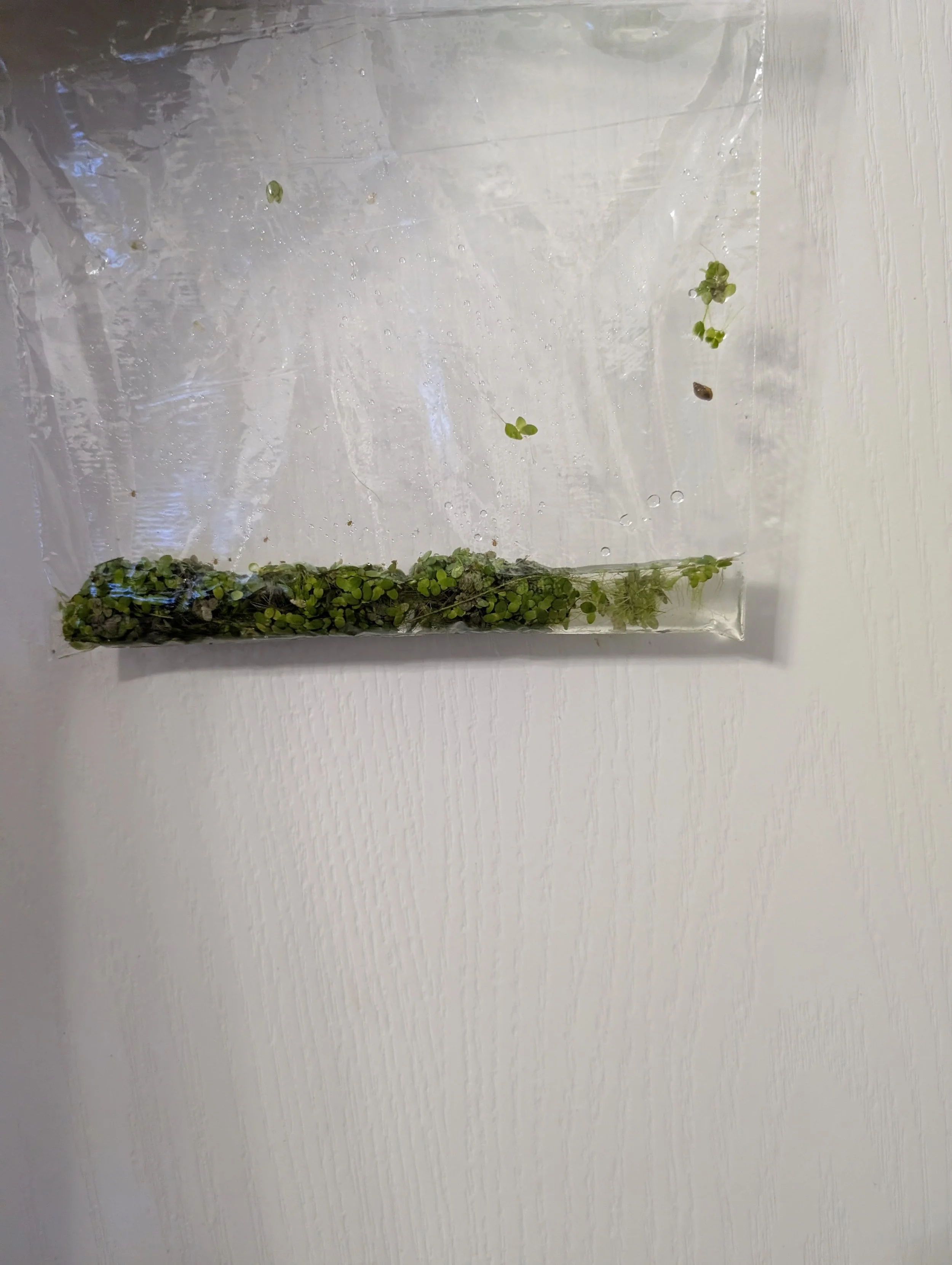 Duckweed Bag.jpg