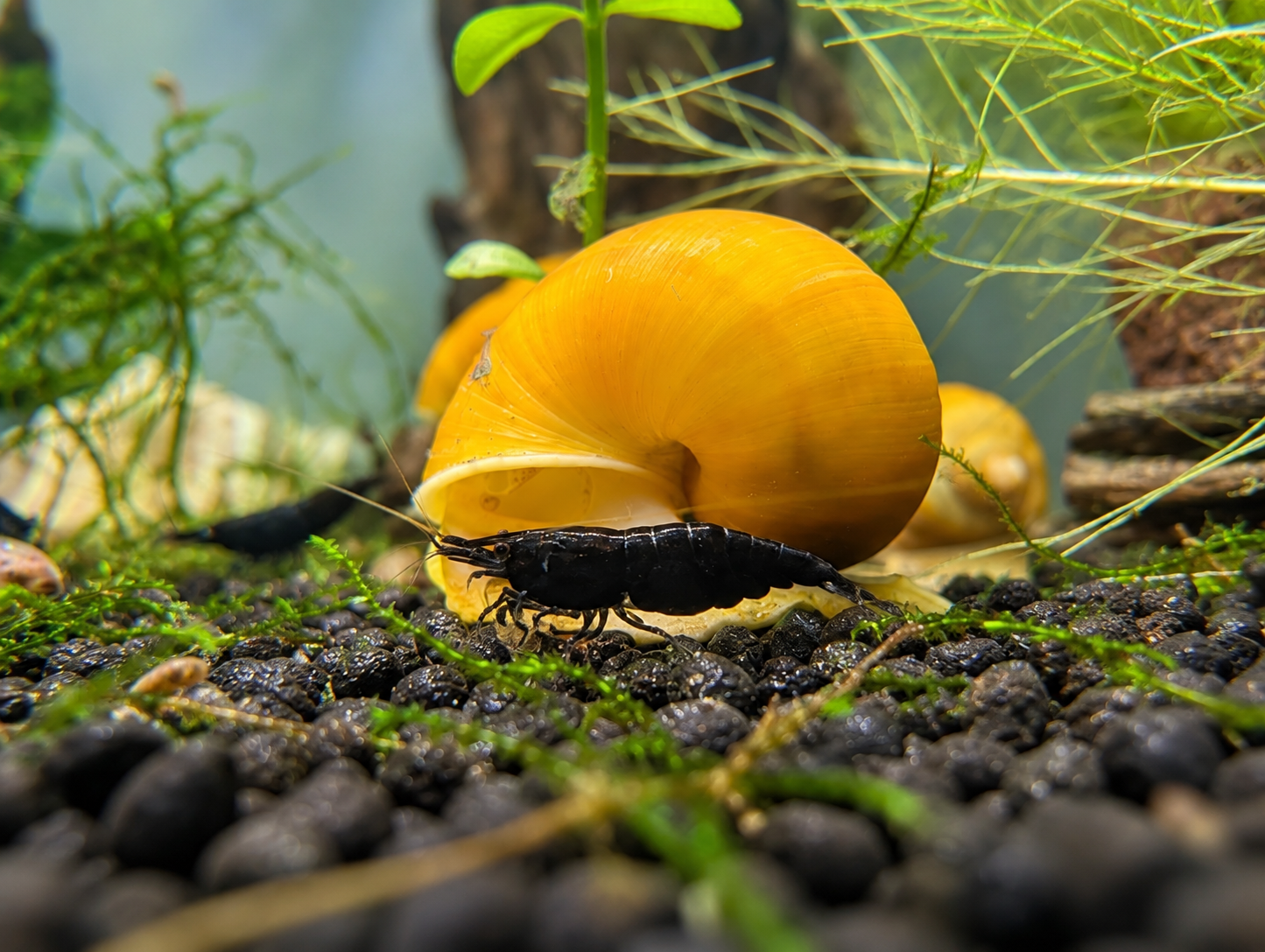 Black Neocaridina Shrimp