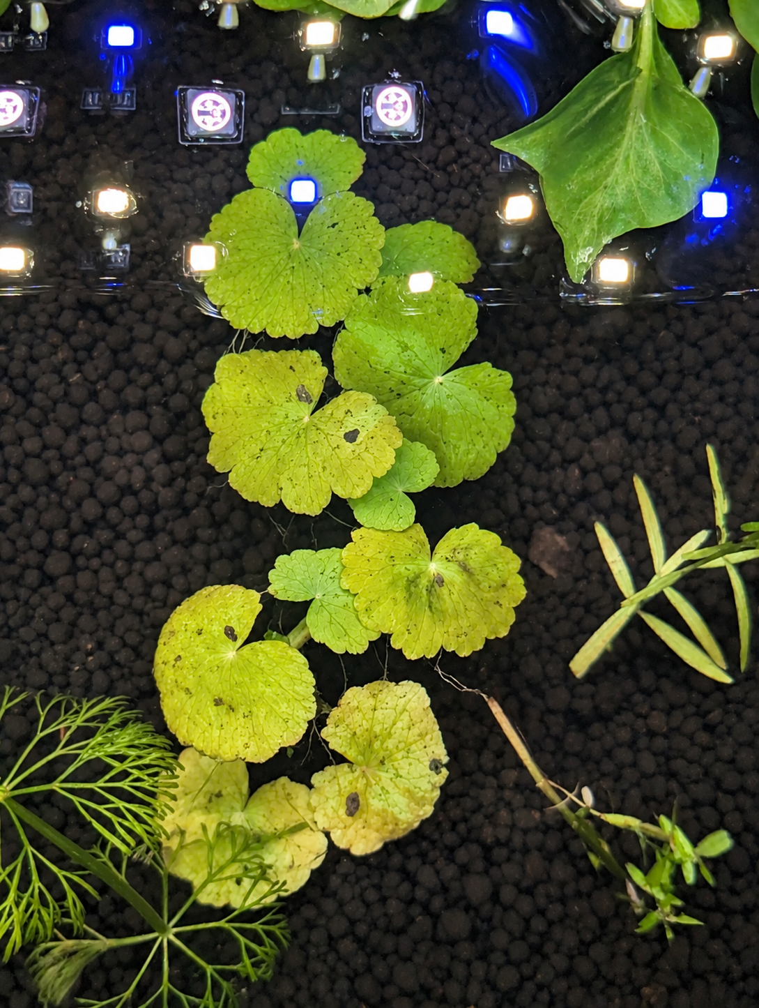 Hydrocotyle Stem