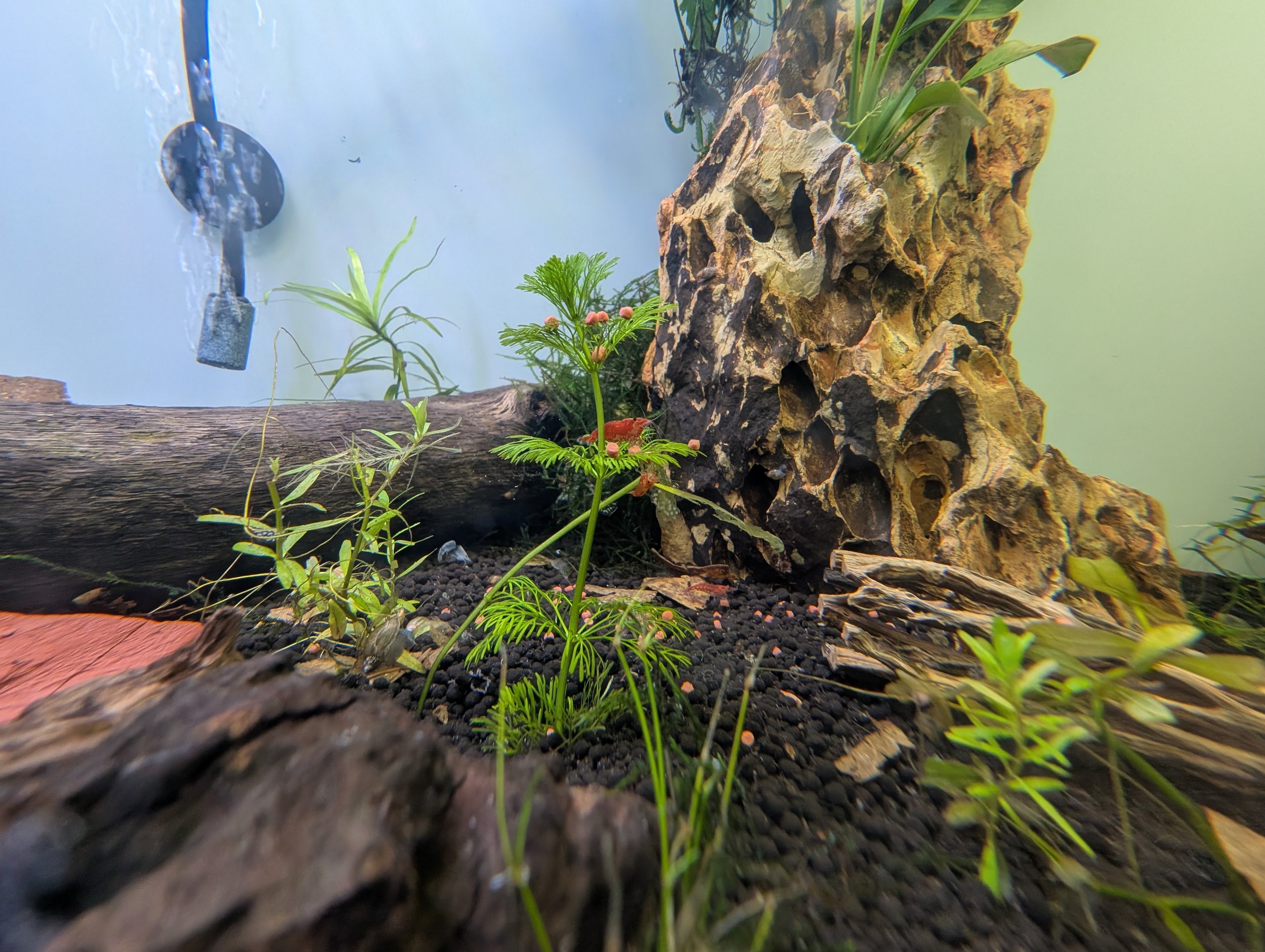 Red Shrimp 1.jpg