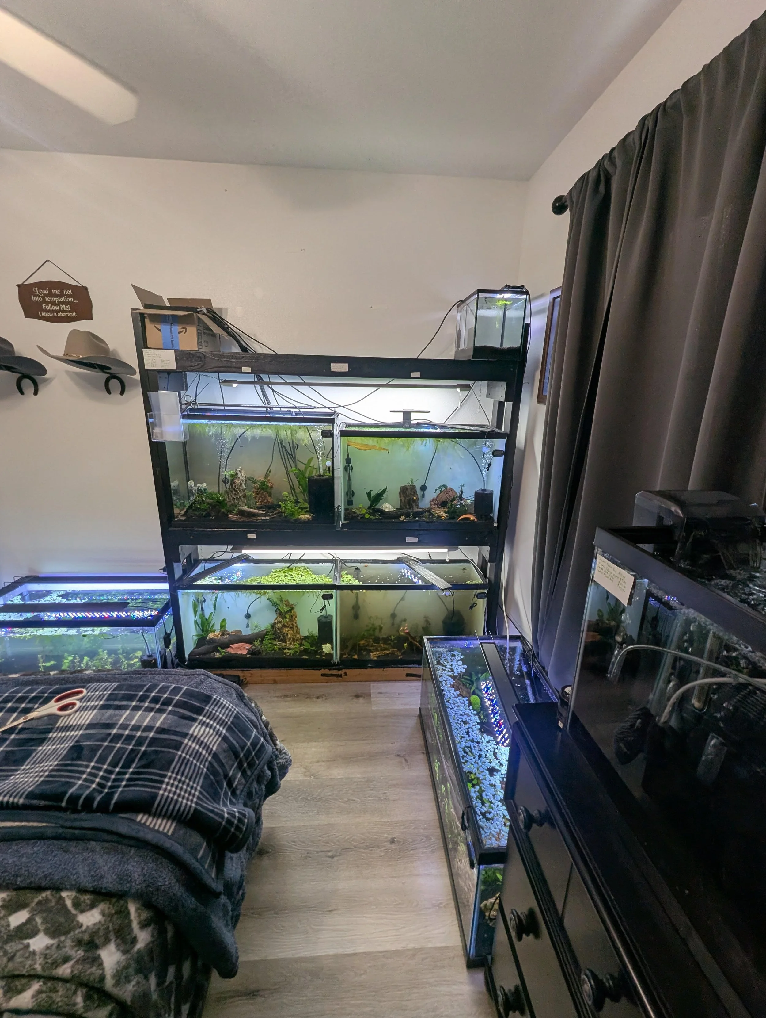 A room with multiple fish tanks on black stands, containing various aquarium decorations and plants. To the left, a person is sitting on a carpeted floor with folded clothes or blankets. In the background, a white wall, curtain, and a small sign hanging on the wall.