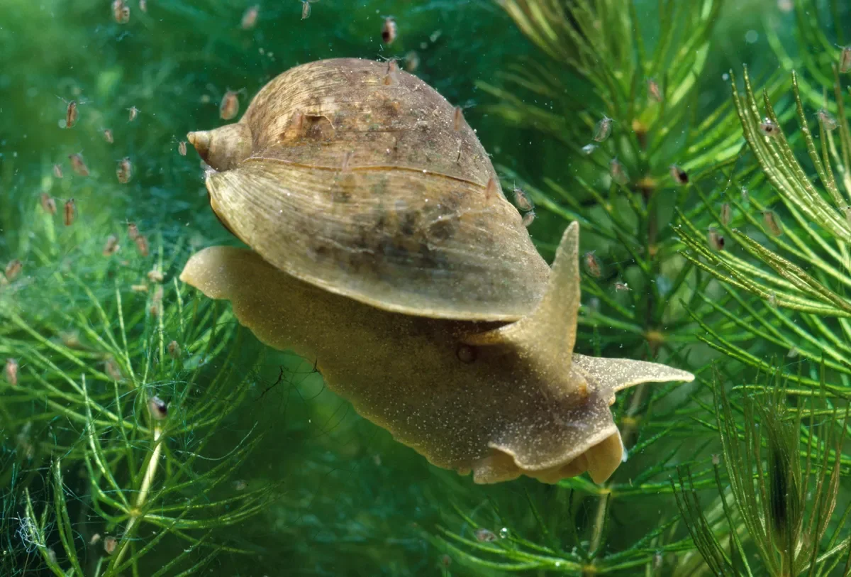 Pond Snail Bag of 5