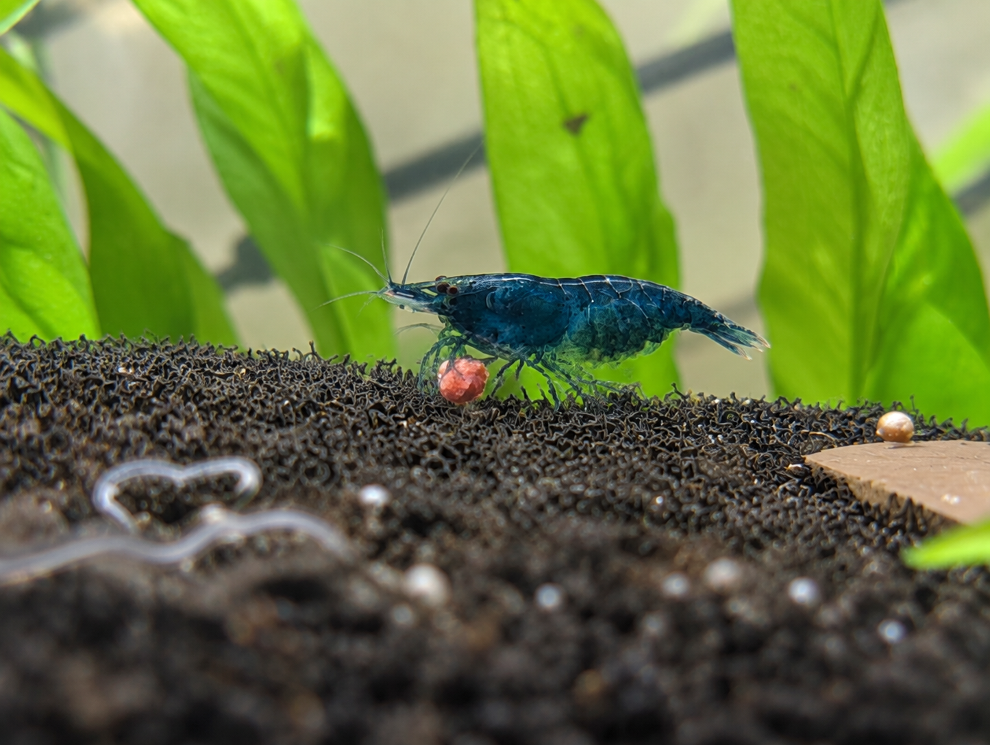 Blue Neocaridina Shrimp