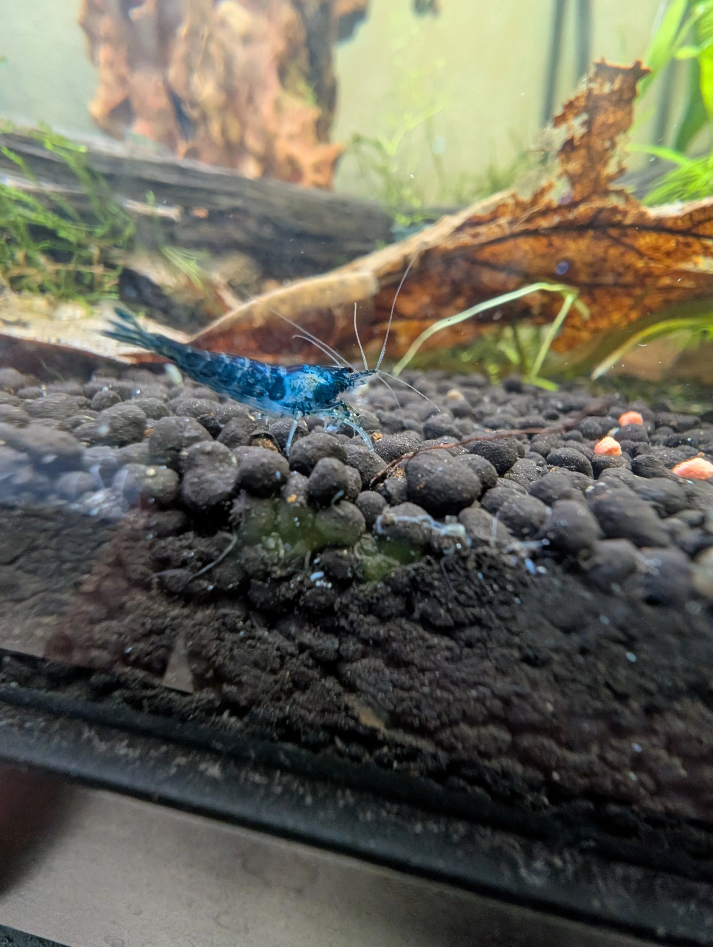 Blue Neocaridina Shrimp