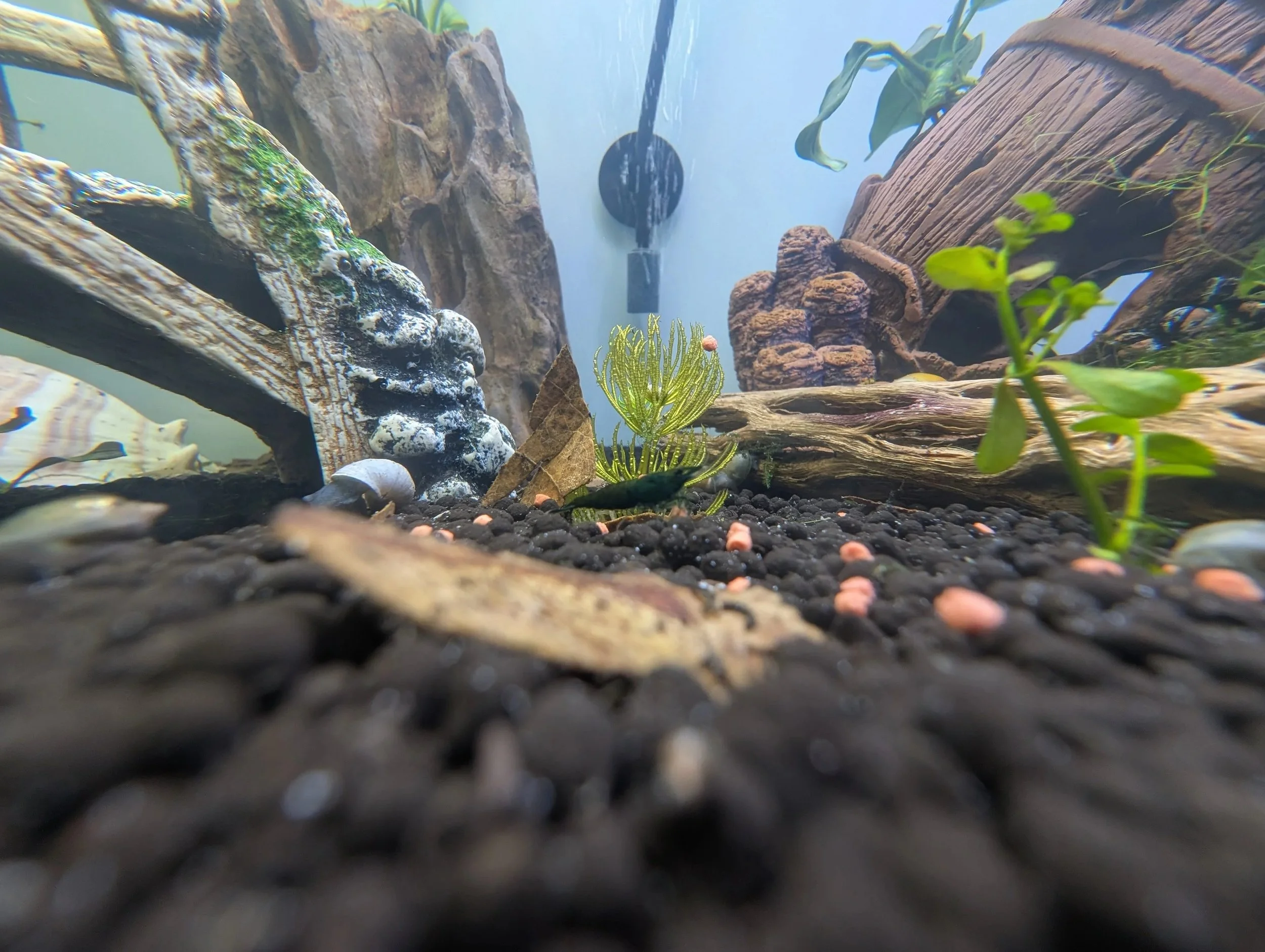 Black+Shrimp.jpg