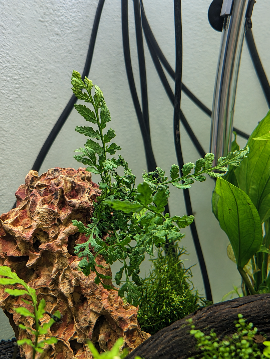 Water Fern Clip