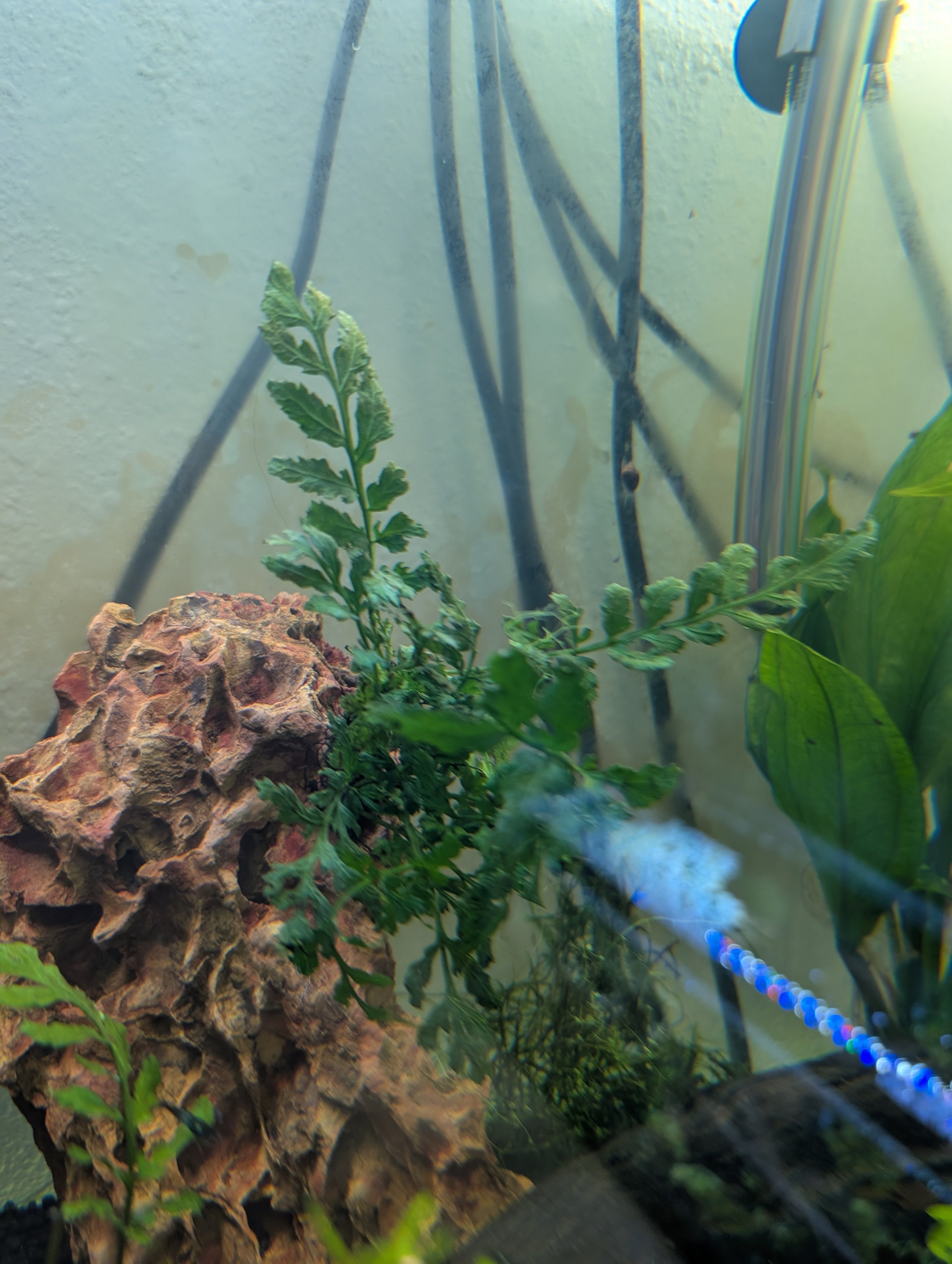 Water Fern Clip