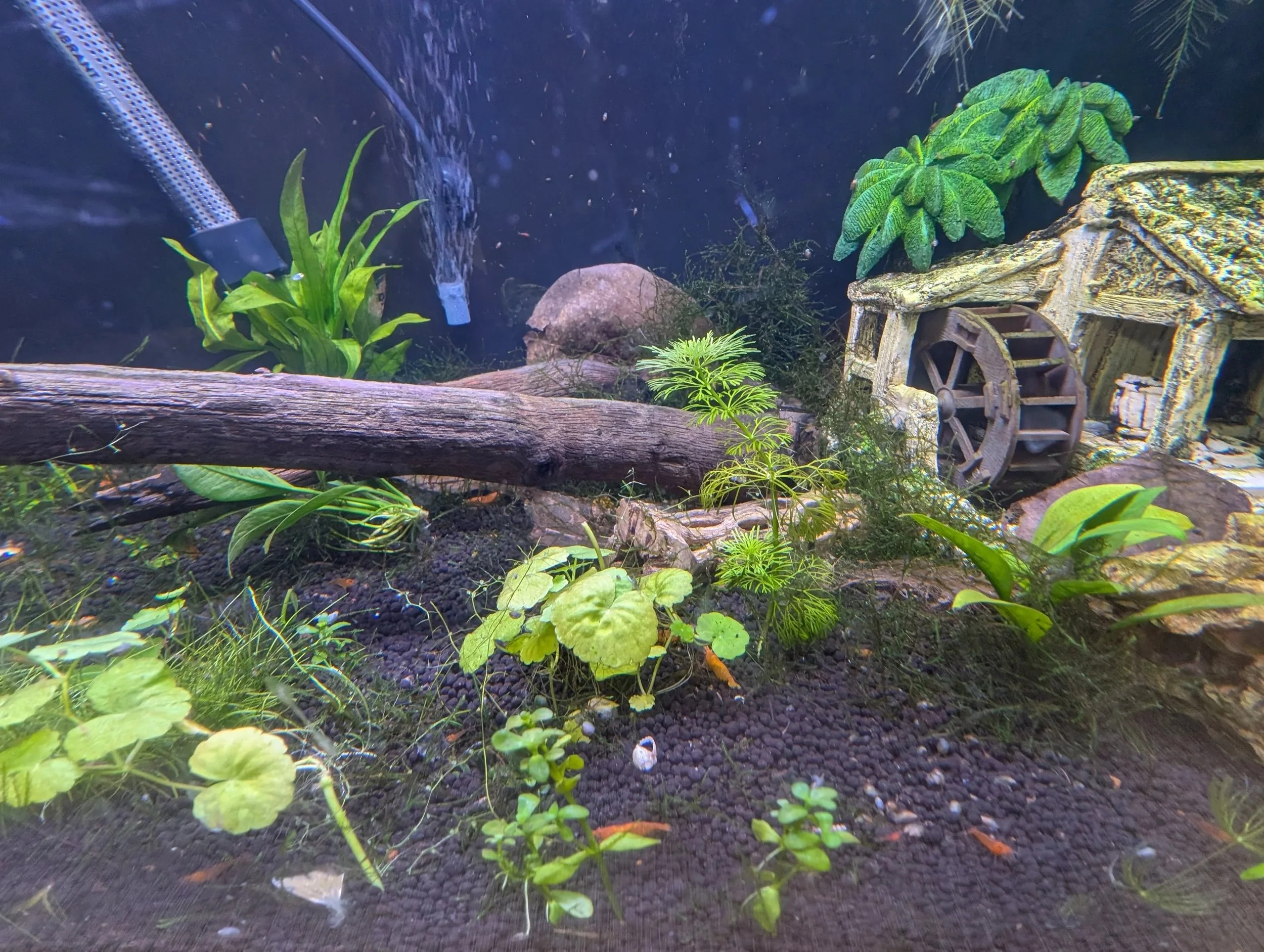 Orange Neocaridina Shrimp