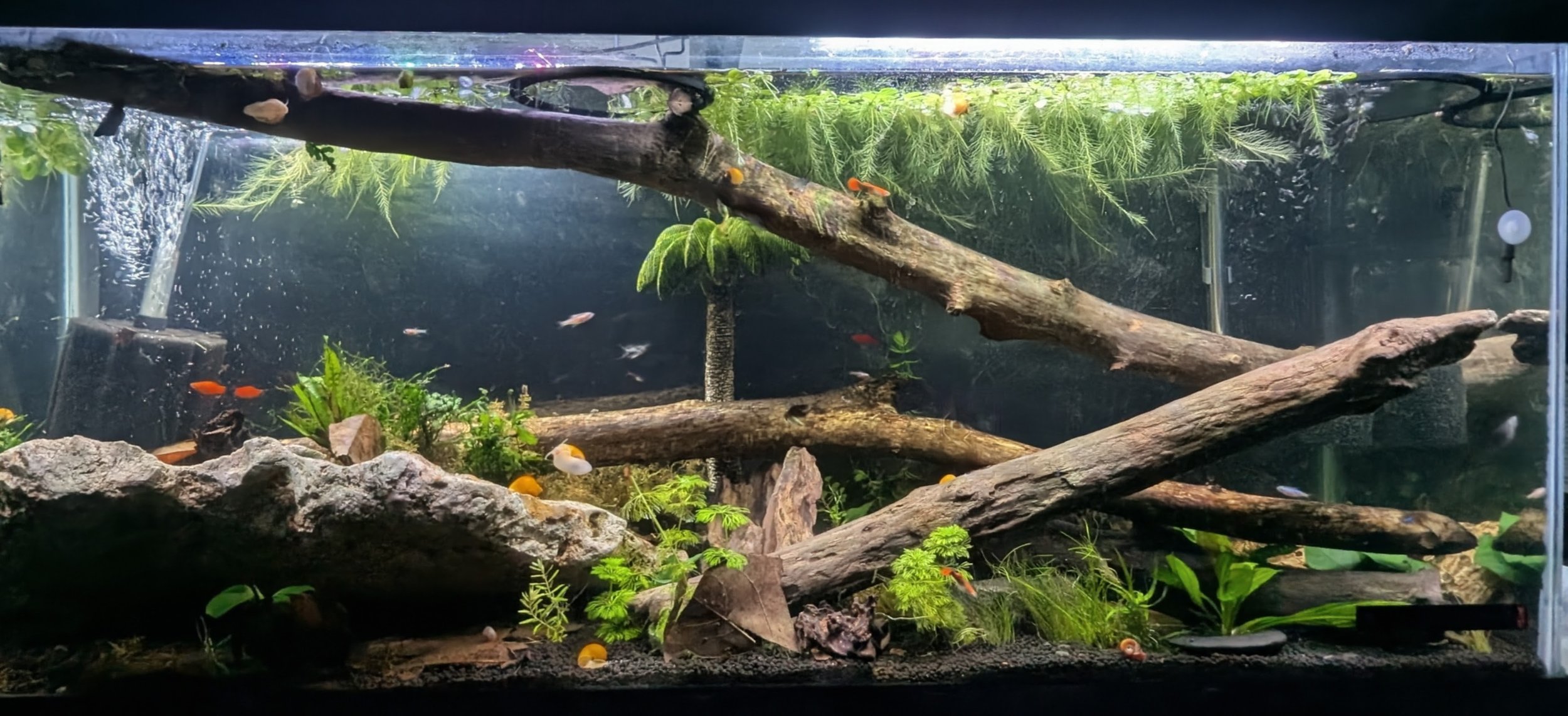 Aquarium with driftwood, green plants, and small fish including tetras and guppies.