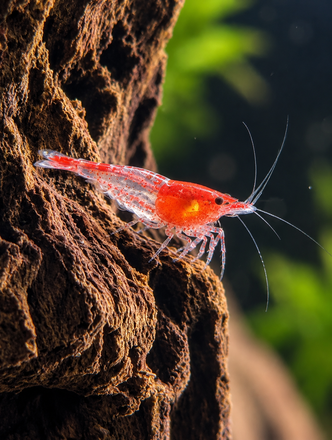 Red Rili Neeocaridina First.png