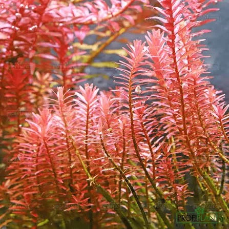 Orange Juice Rotala.jpg