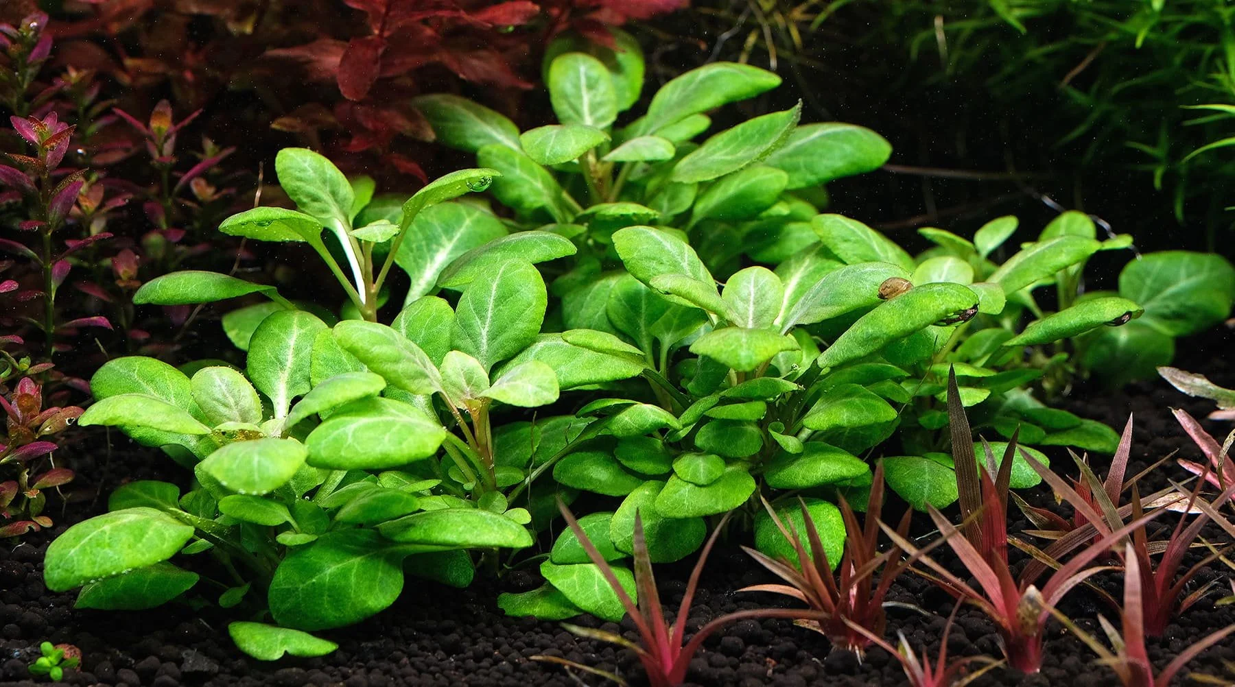 Lobelia Stem