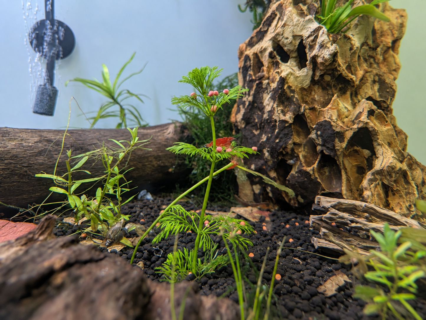 Pair of Hornwort Stems