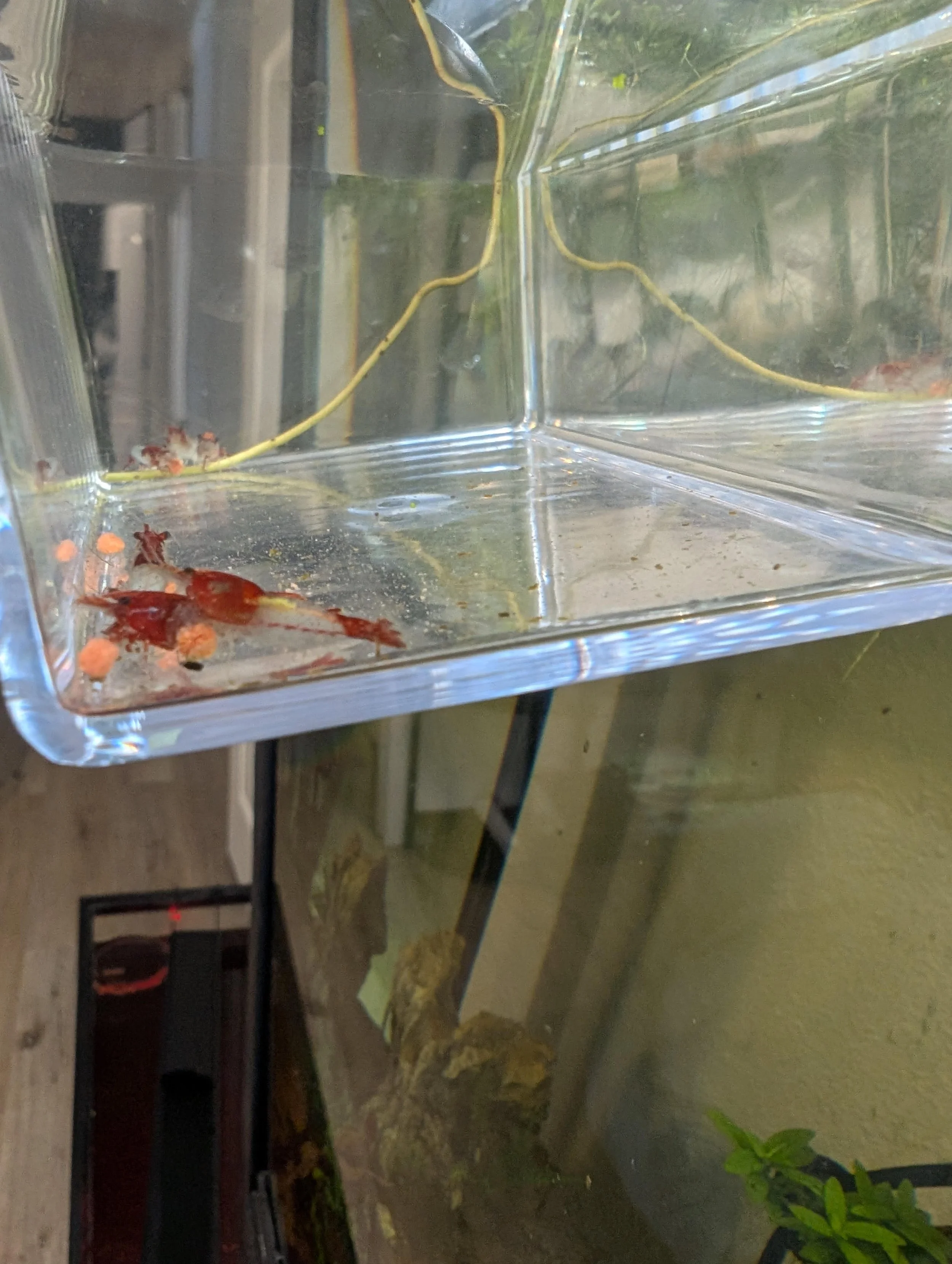 Red Rili Neocaridina Shrimp