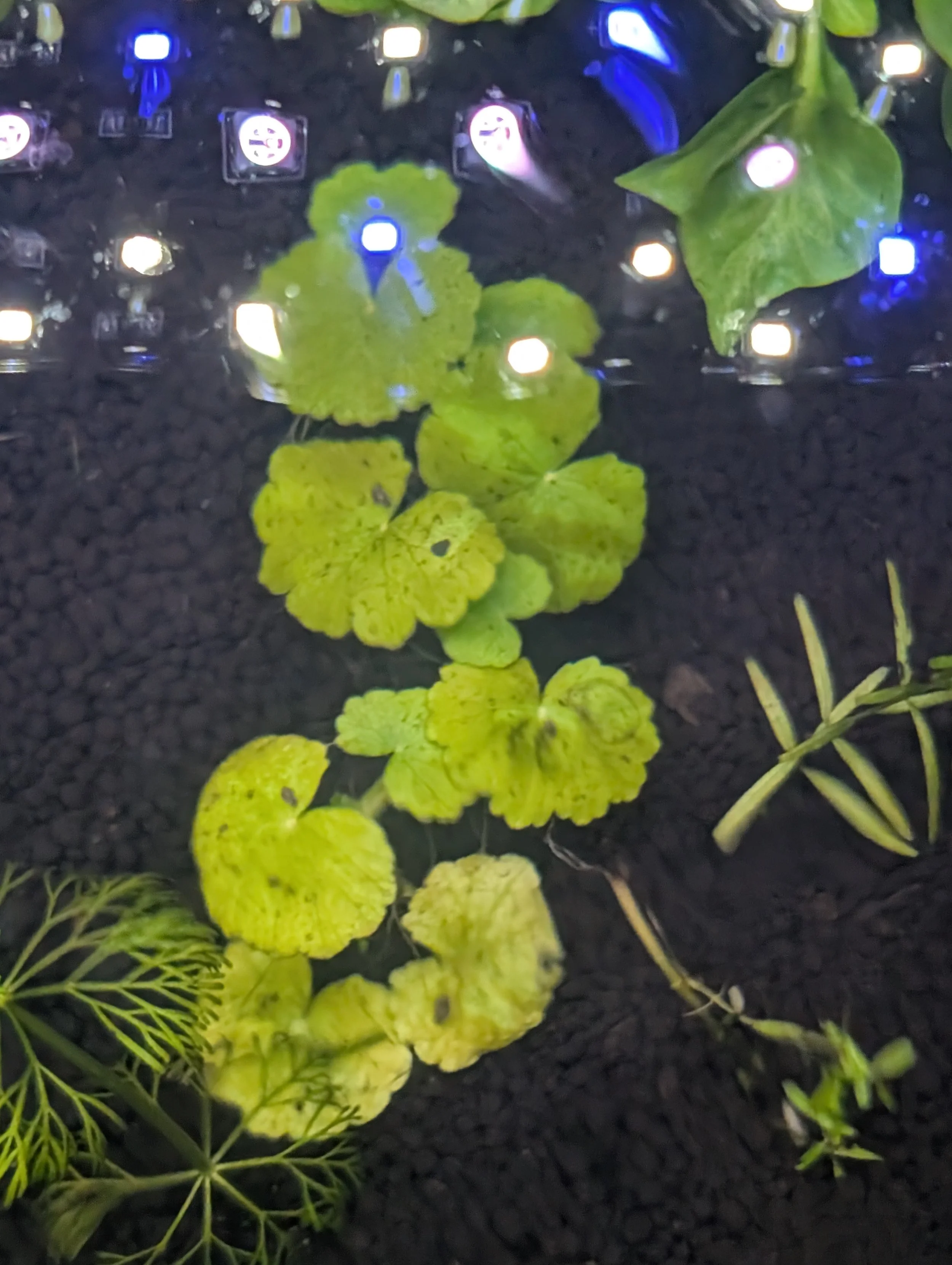 Hydrocotyle Stem