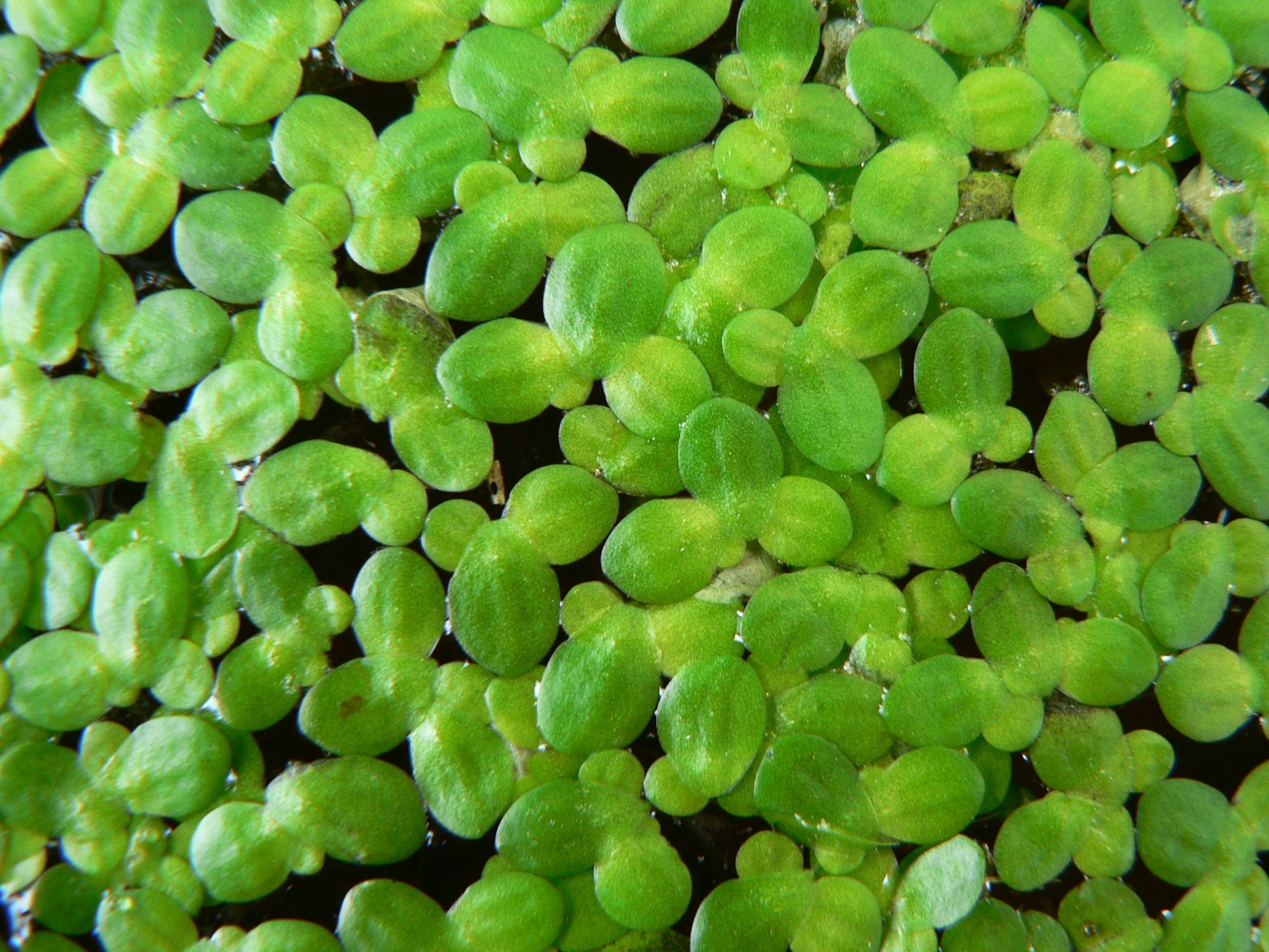 Bag of Duckweed