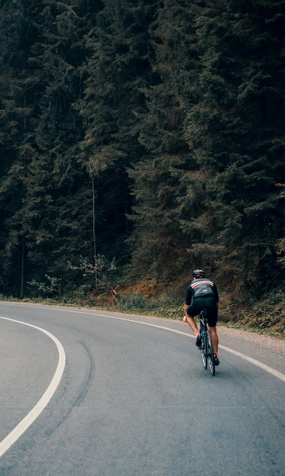A cyclist riding on a winding road through a forested area with tall evergreen trees.