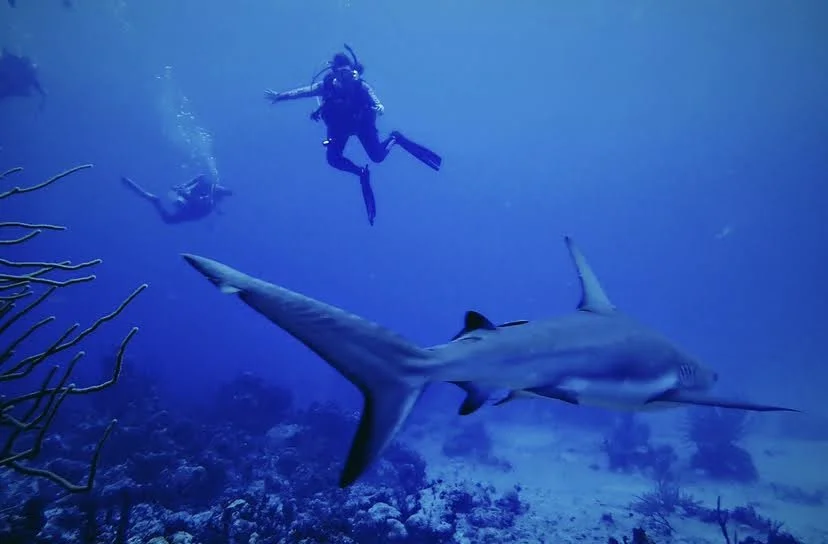 A shark swims over a coral reef with scuba divers in the background.