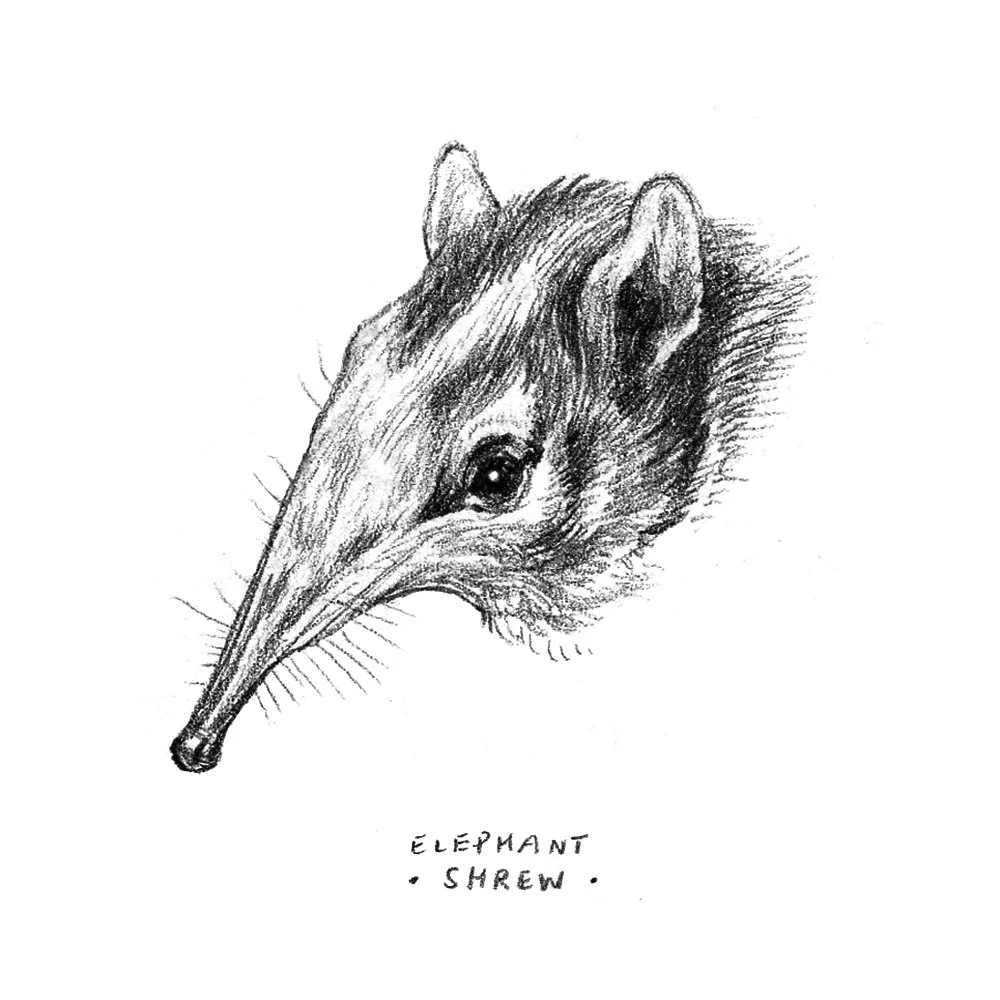 elephant shrew insta.jpg