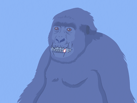 Teeth Growth and Stress Histories