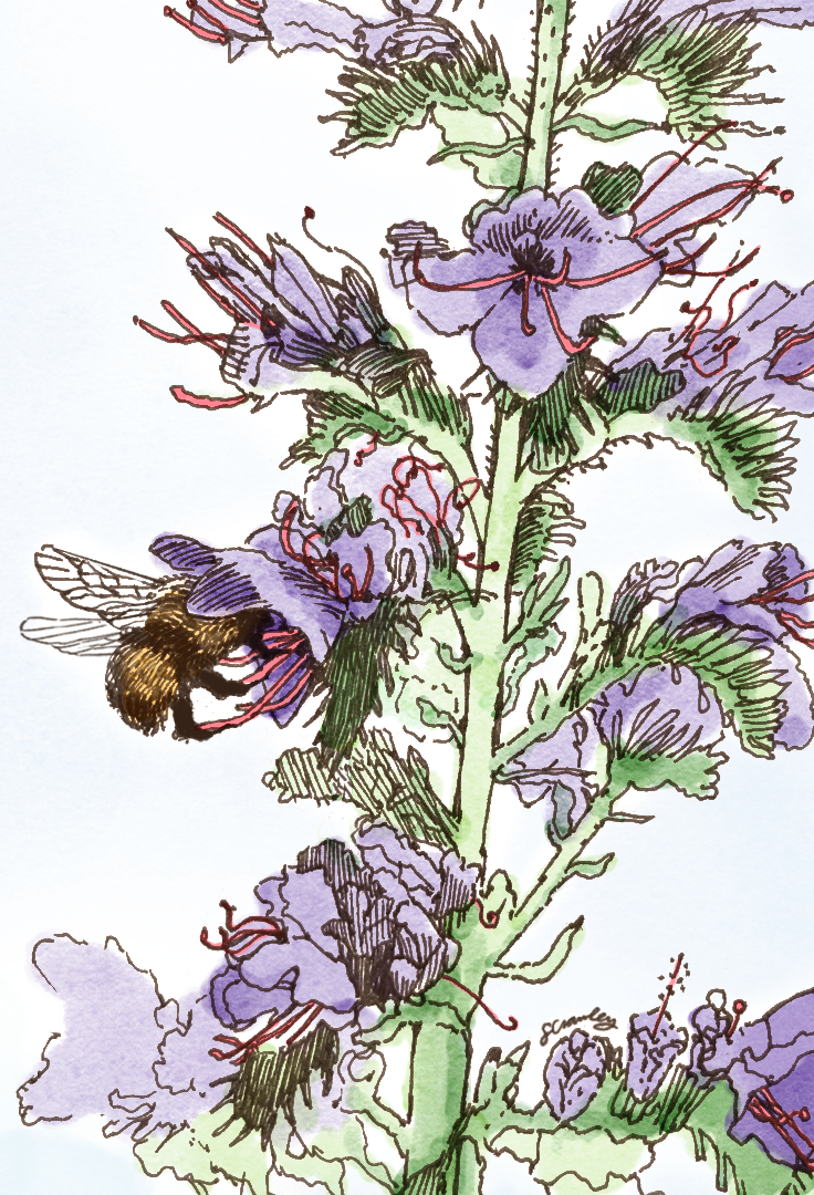 Bee_07-16-5.png