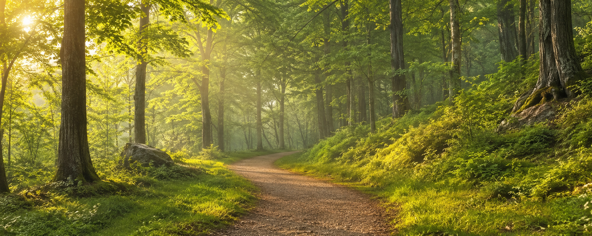 A forest trail with sunlit trees and green foliage.