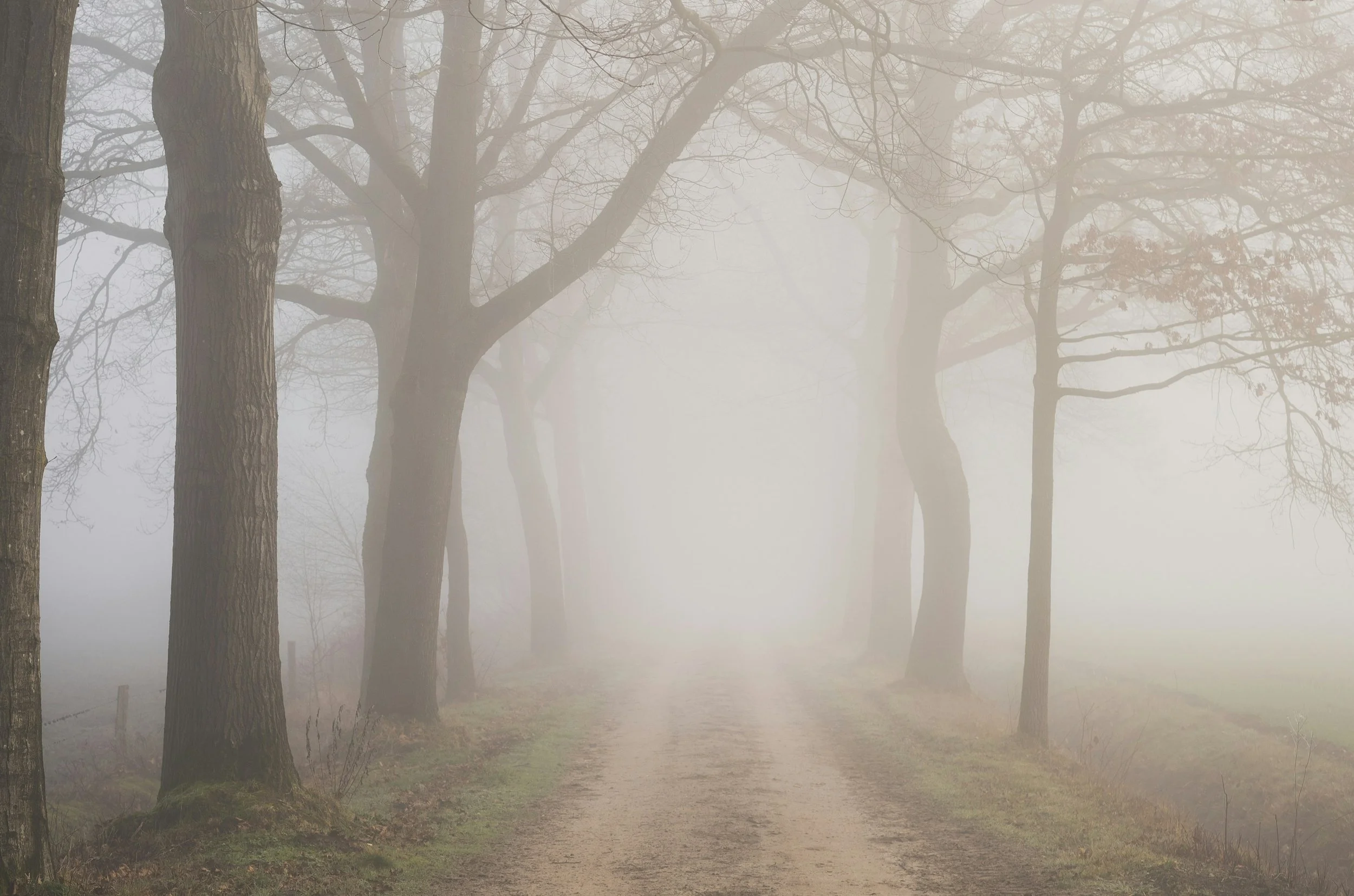A foggy forest path with several large, leafless trees on either side. The mist creates a hazy atmosphere, obscuring the background and giving the scene a peaceful, mysterious vibe.